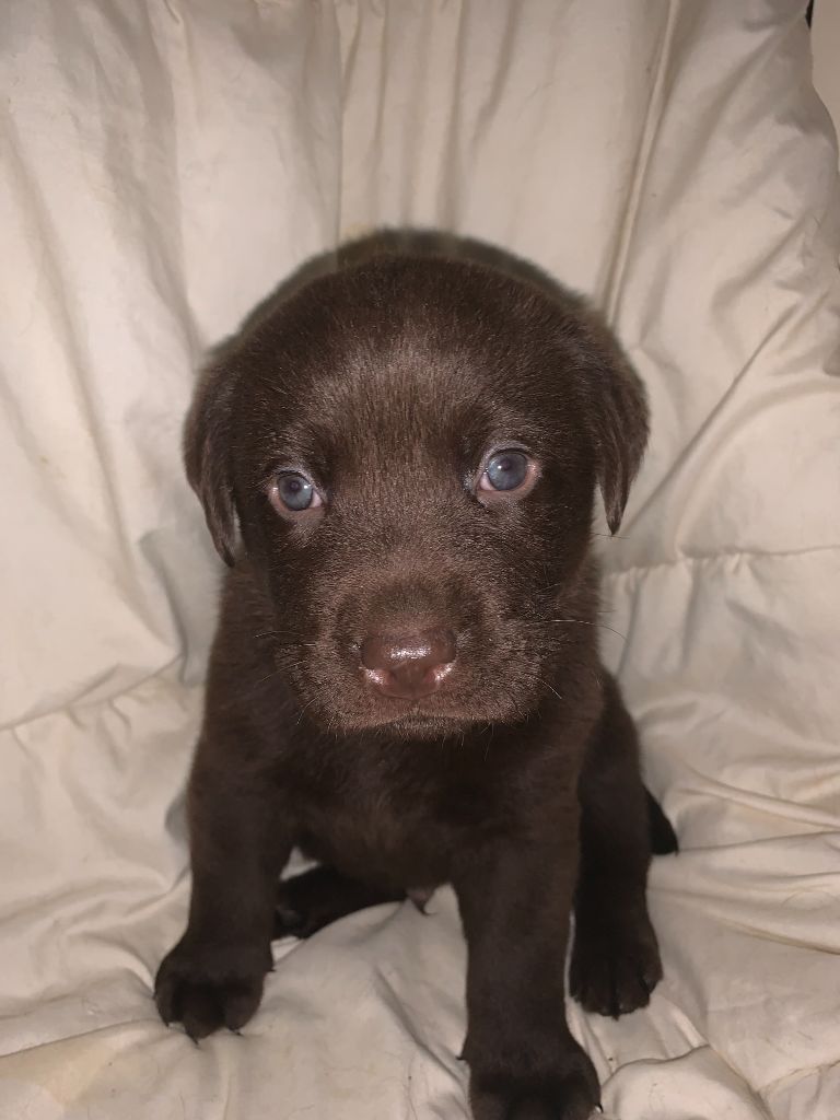 des Hautes-Pyrénées - Chiot disponible  - Labrador Retriever