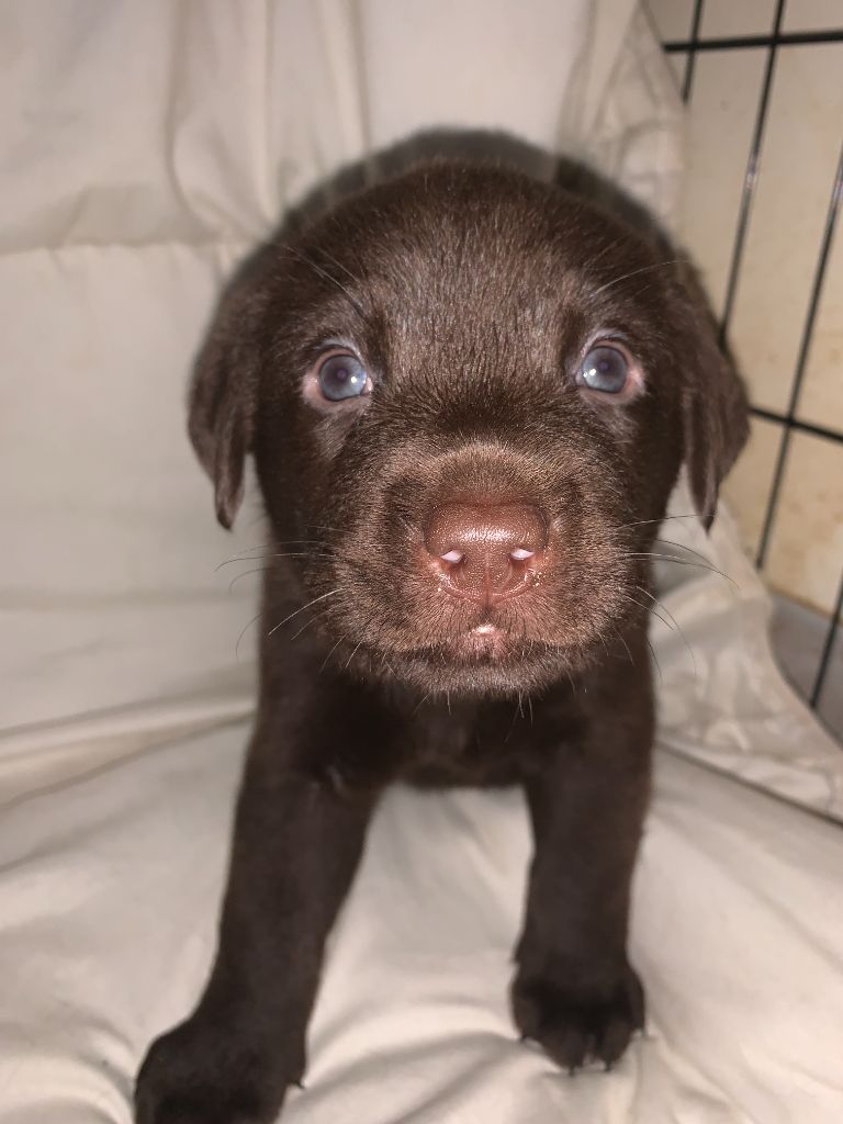 des Hautes-Pyrénées - Chiot disponible  - Labrador Retriever