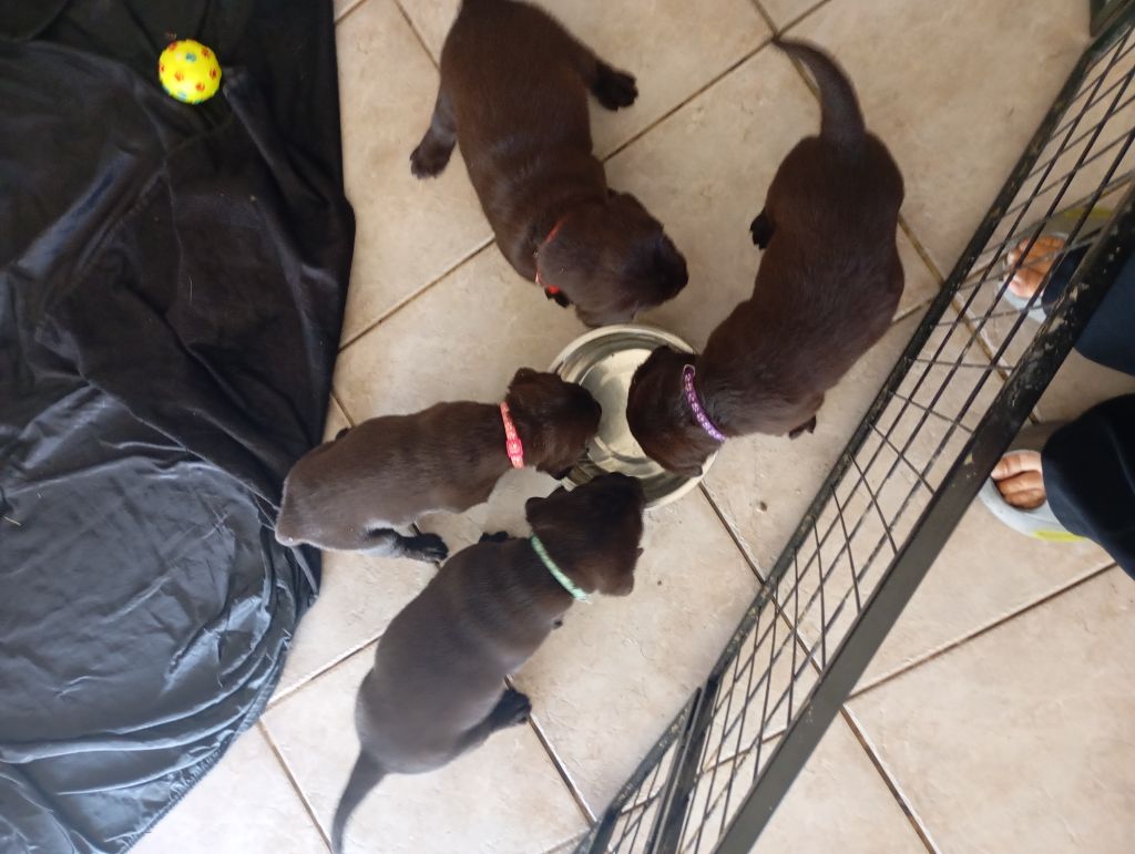 Les bébés on pris leur premier repas solide