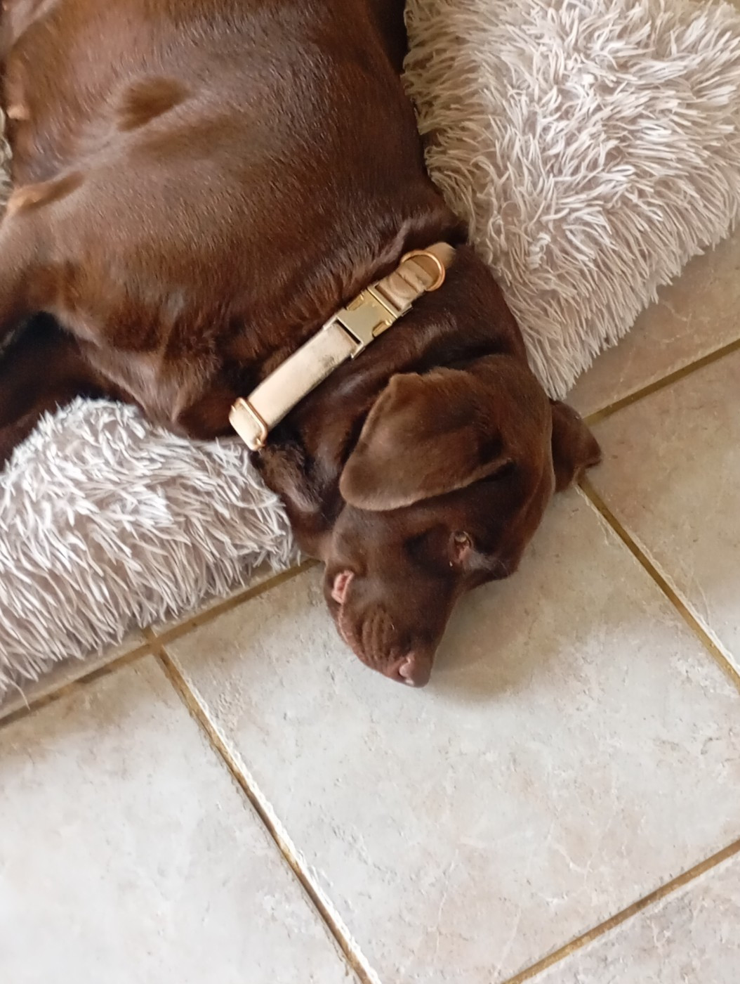 Déjà quinze jours après la saillie