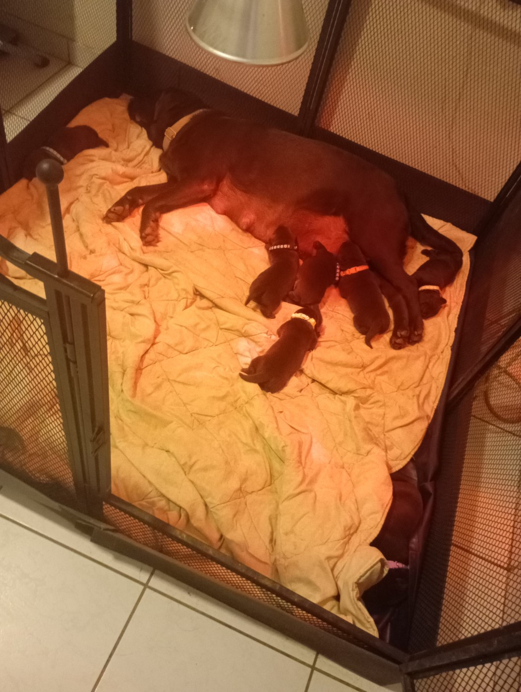 Changement de collier