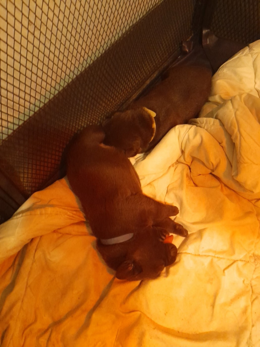 Les petits bouts ont déjà 15 jours