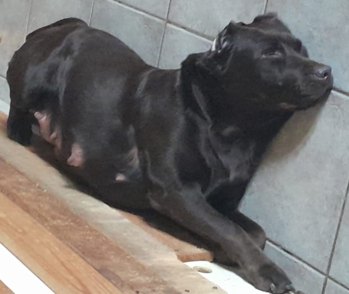 Twix attend sagement l'arrivée de ses bébés
