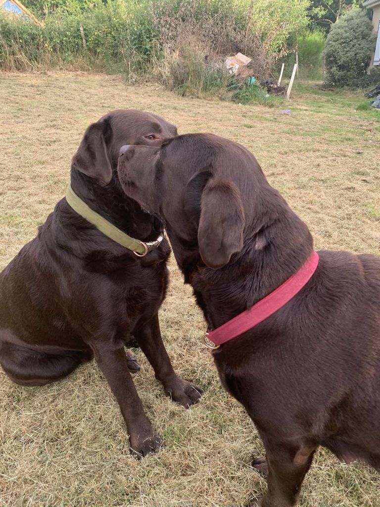 des Hautes-Pyrénées - Twix attend au moins 6 bébés 