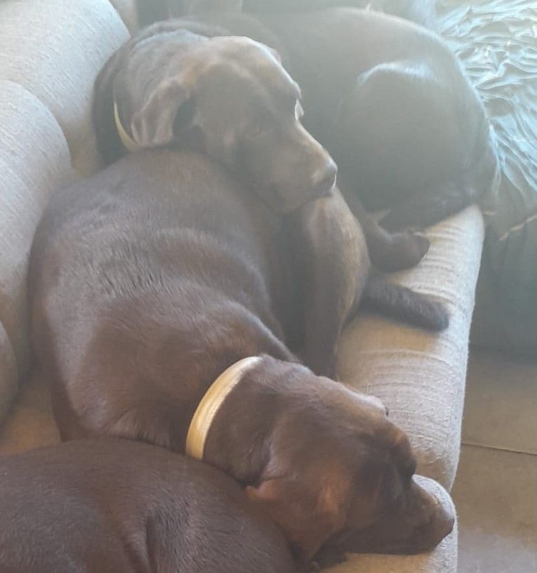 Prochaine portée à l'élevage