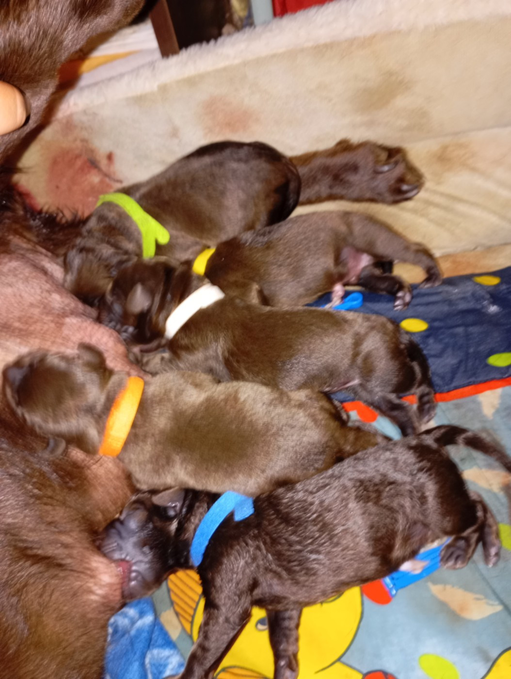 Gestation Tequila décembre 2025