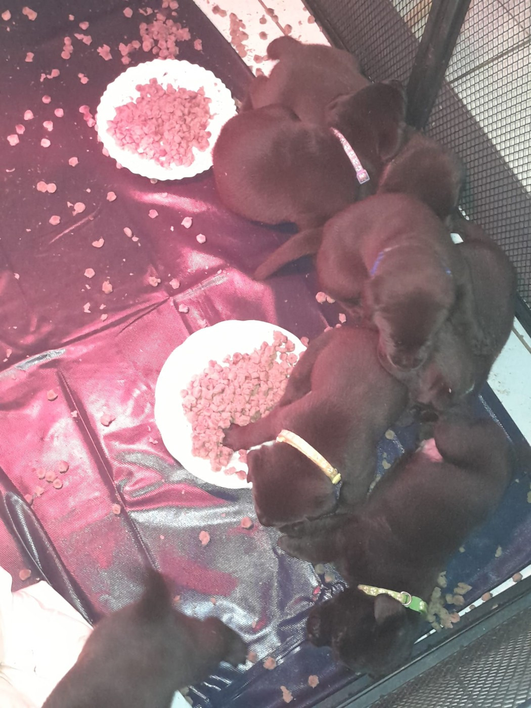 Gestation Tequila décembre 2025 mise bas 18 janvier 2026