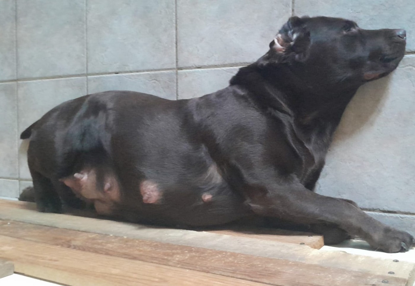 Gestation Twix du juillet 2026