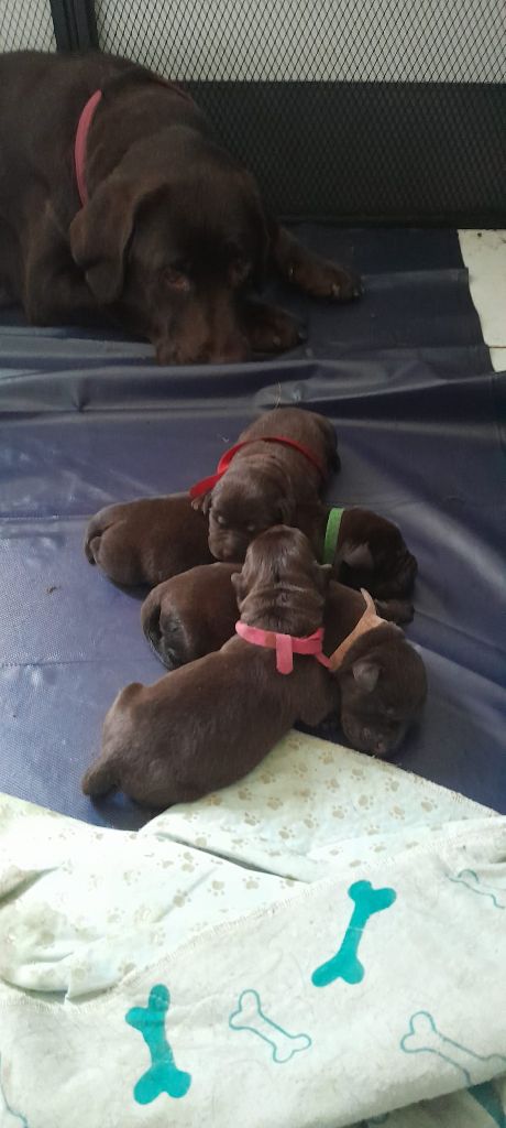 des Hautes-Pyrénées - Chiots disponibles - Labrador Retriever