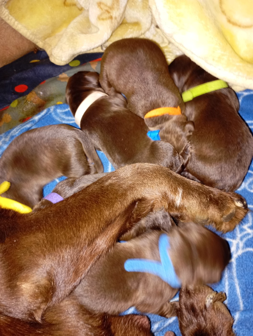 Chiot Labrador Retriever des Hautes-Pyrénées