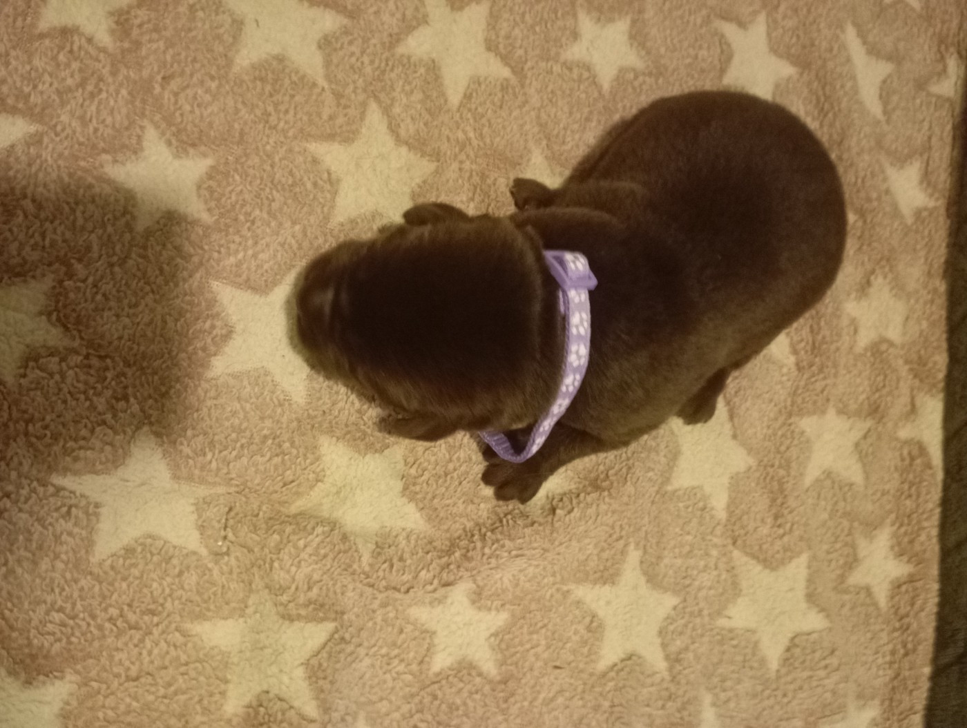 des Hautes-Pyrénées - Chiots disponibles - Labrador Retriever