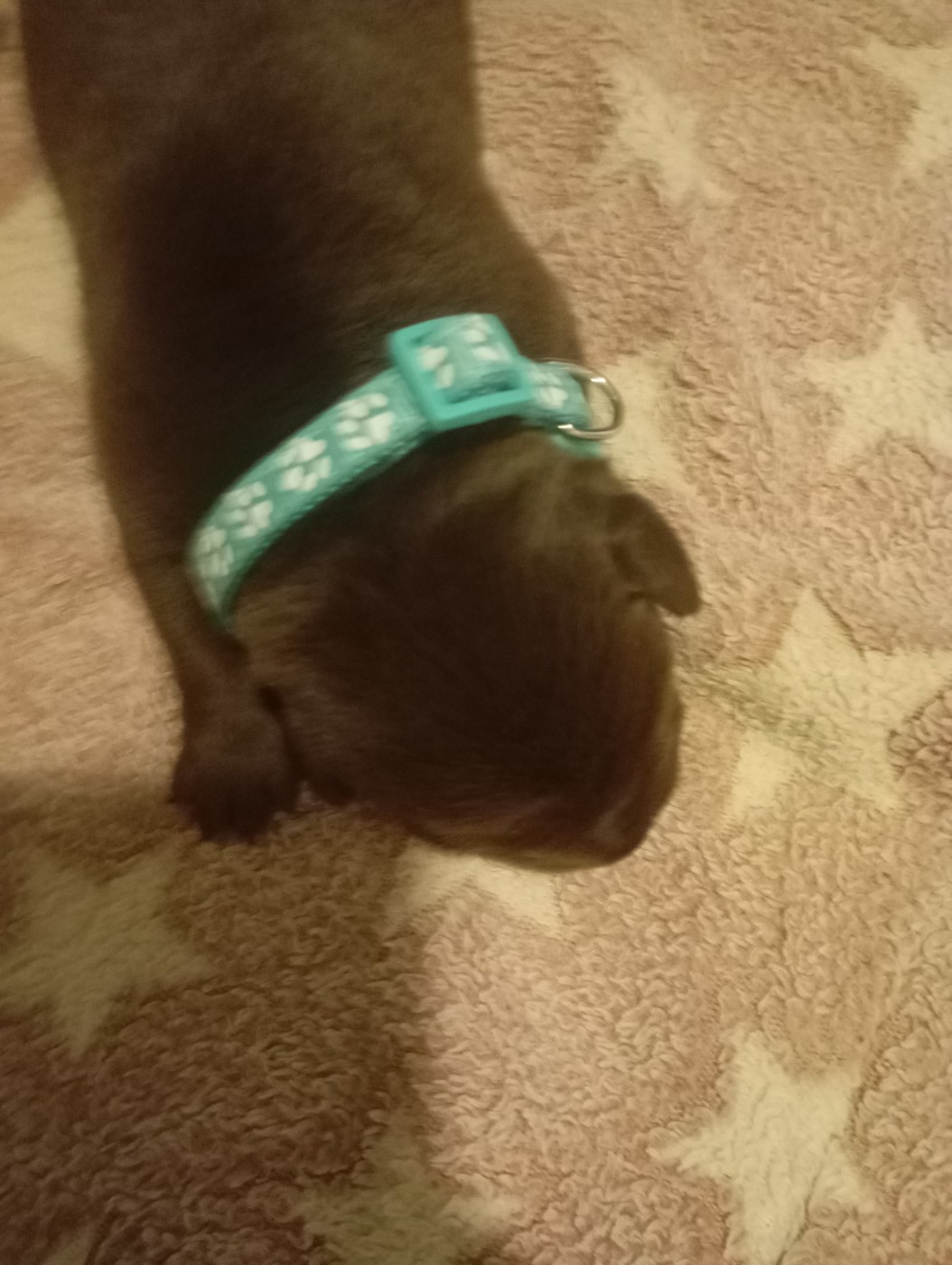 des Hautes-Pyrénées - Chiots disponibles - Labrador Retriever