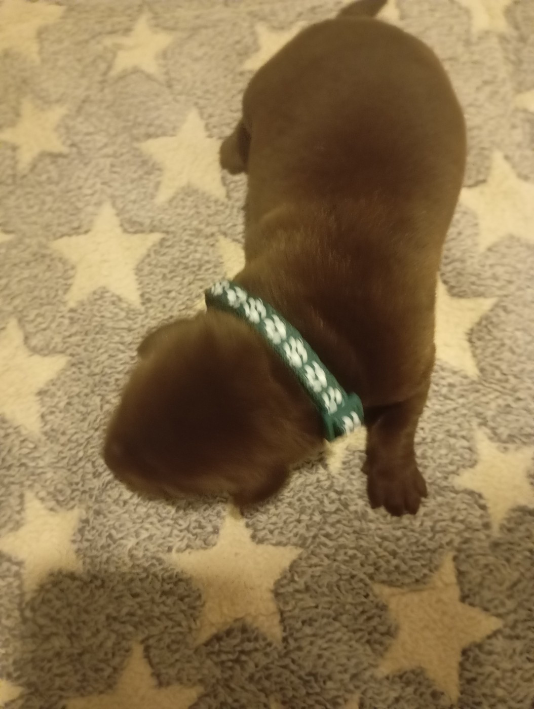 des Hautes-Pyrénées - Chiots disponibles - Labrador Retriever