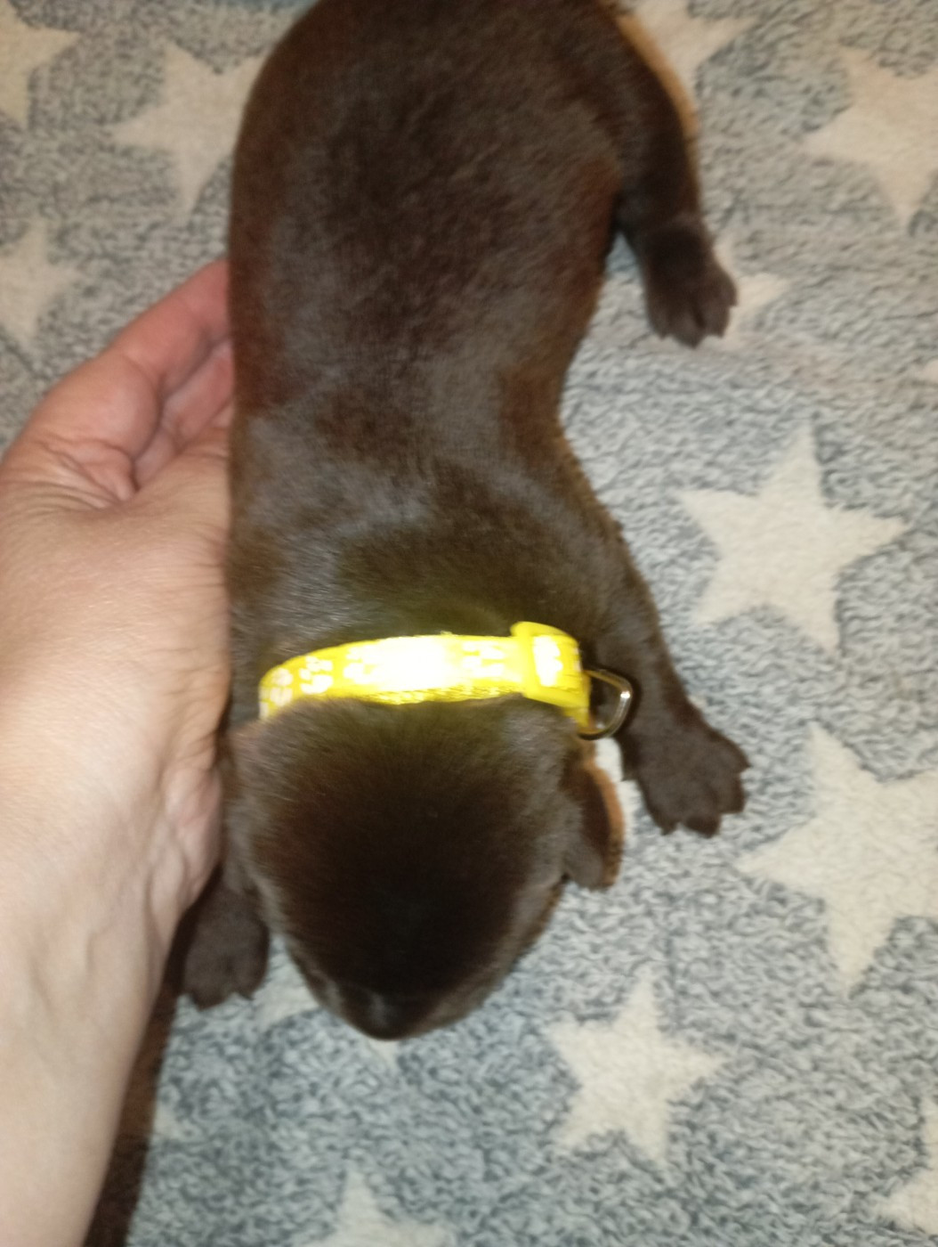 des Hautes-Pyrénées - Chiots disponibles - Labrador Retriever