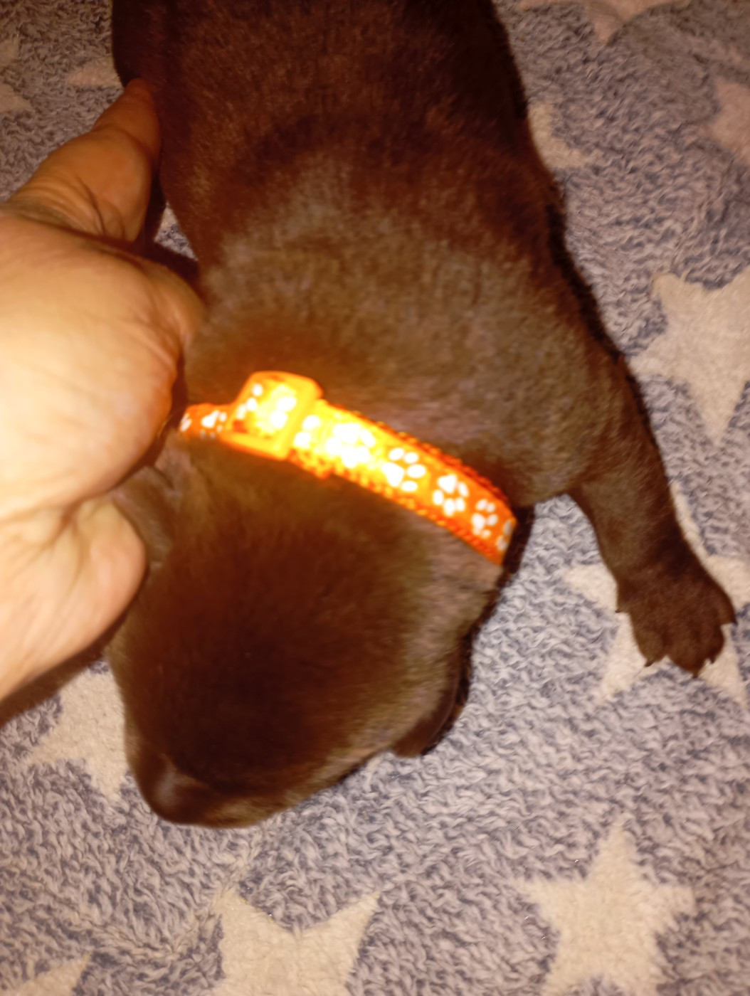 des Hautes-Pyrénées - Chiots disponibles - Labrador Retriever