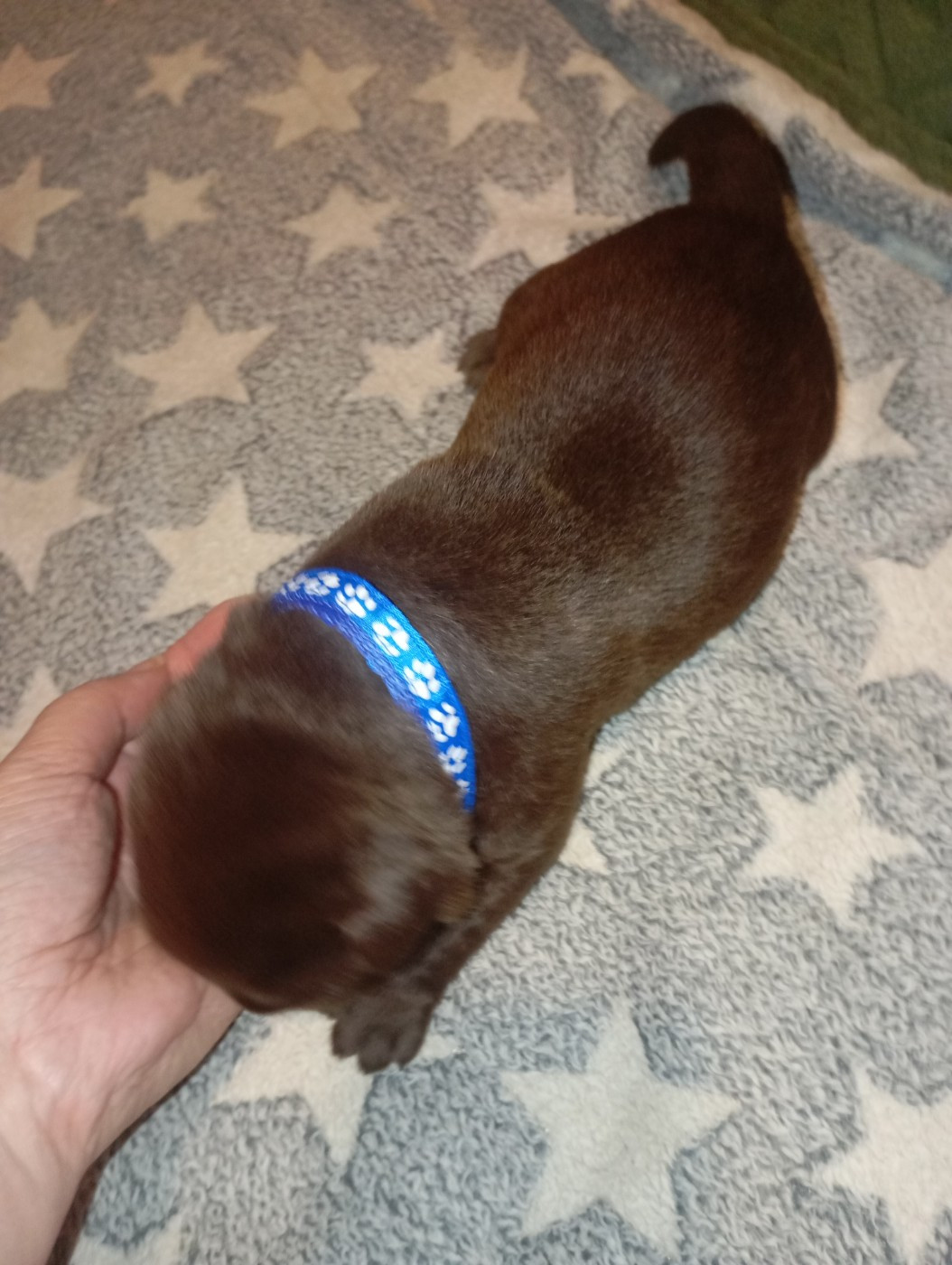 des Hautes-Pyrénées - Chiots disponibles - Labrador Retriever