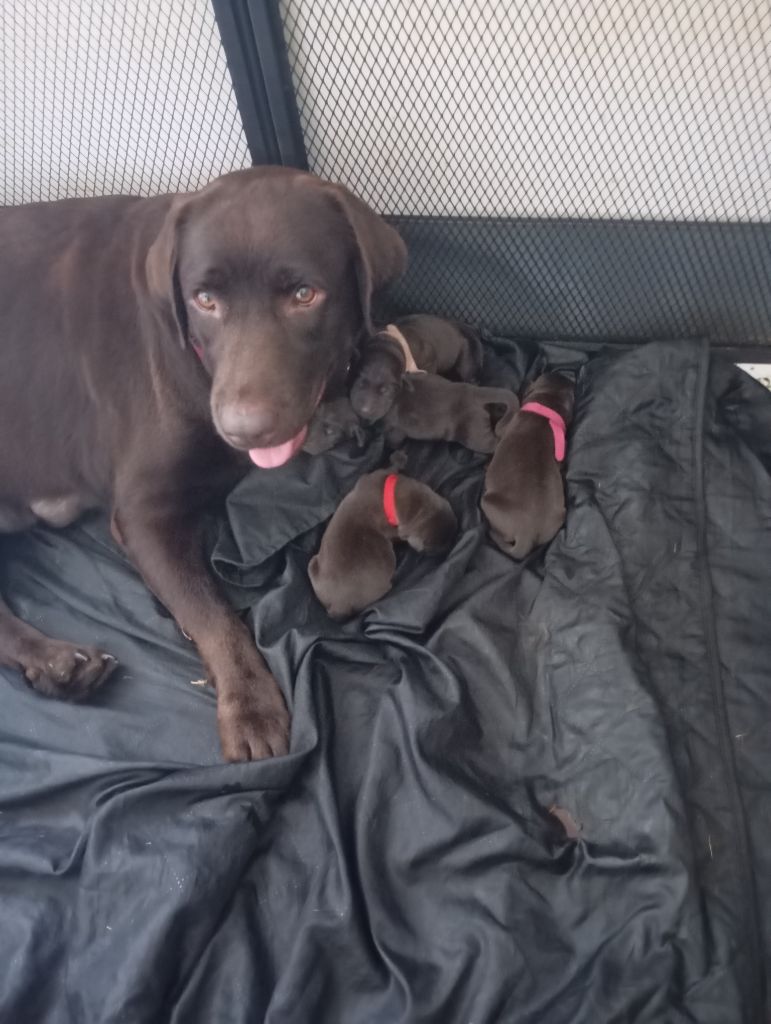 Chiot Labrador Retriever des Hautes-Pyrénées